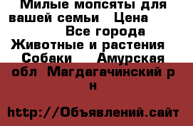 Милые мопсяты для вашей семьи › Цена ­ 20 000 - Все города Животные и растения » Собаки   . Амурская обл.,Магдагачинский р-н